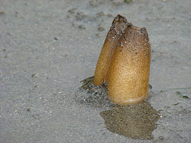 375px-Geoduck_1.jpg